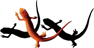 three salamanders graphic design consulting custom print products massachusetts designer
