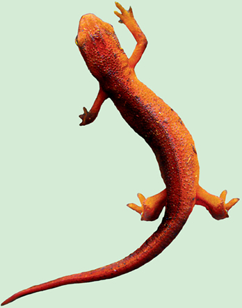 three salamanders photo